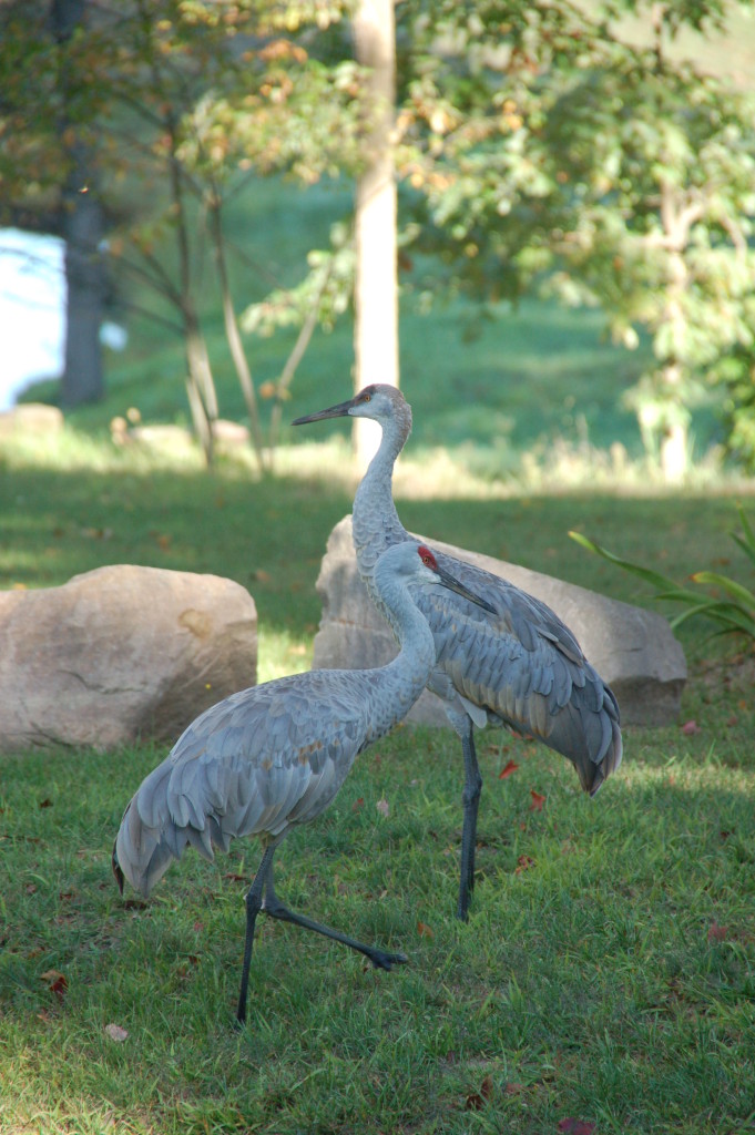 Sandhill cranes are regulars on the pond...