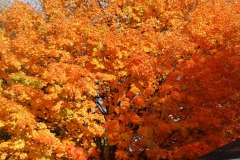 maple