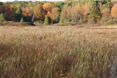 wetlands