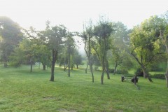 orchard