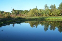 summerforest